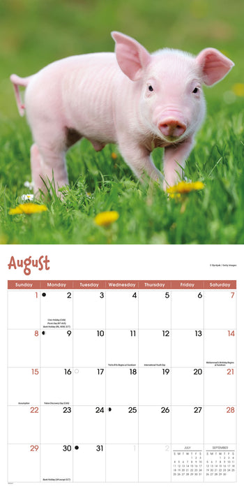 Mini Pigs 2027 Square Wall Calendar