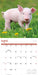 Mini Pigs 2027 Square Wall Calendar