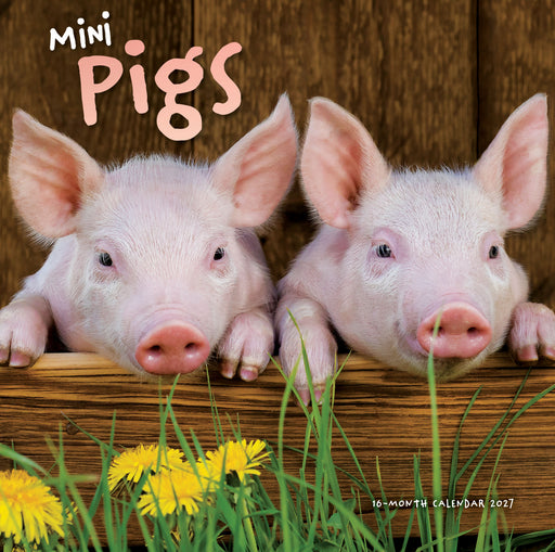 Mini Pigs 2027 Square Wall Calendar