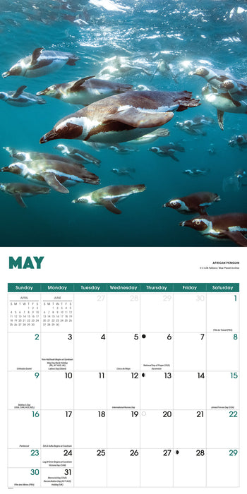 Penguins 2027 Square Wall Calendar