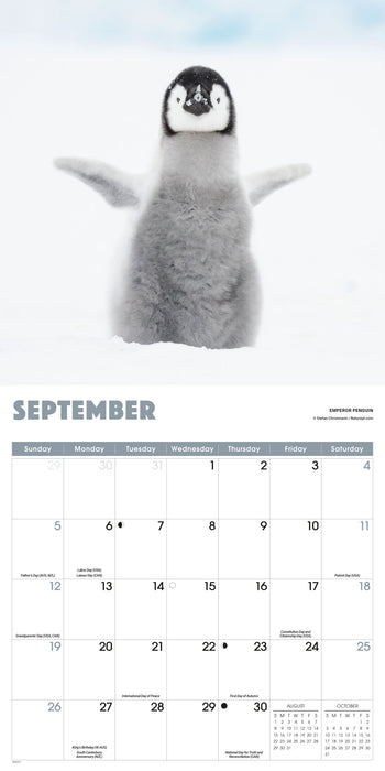 Penguins 2027 Square Wall Calendar