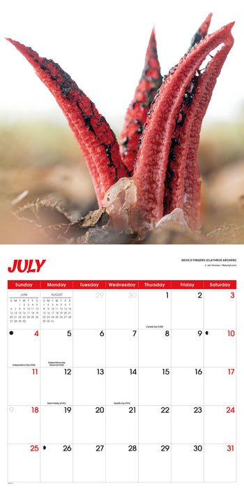 Fascinating Fungi 2027 Square Wall Calendar