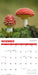 Fascinating Fungi 2027 Square Wall Calendar