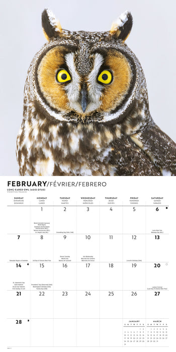 Owls 2027 Square Wall Calendar