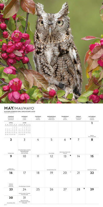 Owls 2027 Square Wall Calendar