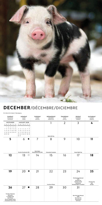 Piglets 2027 Mini Wall Calendar