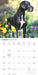 Great Danes 2027 Square Wall Calendar