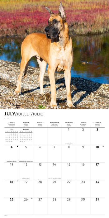 Great Danes 2027 Square Wall Calendar