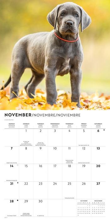 Great Danes 2027 Square Wall Calendar