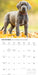 Great Danes 2027 Square Wall Calendar