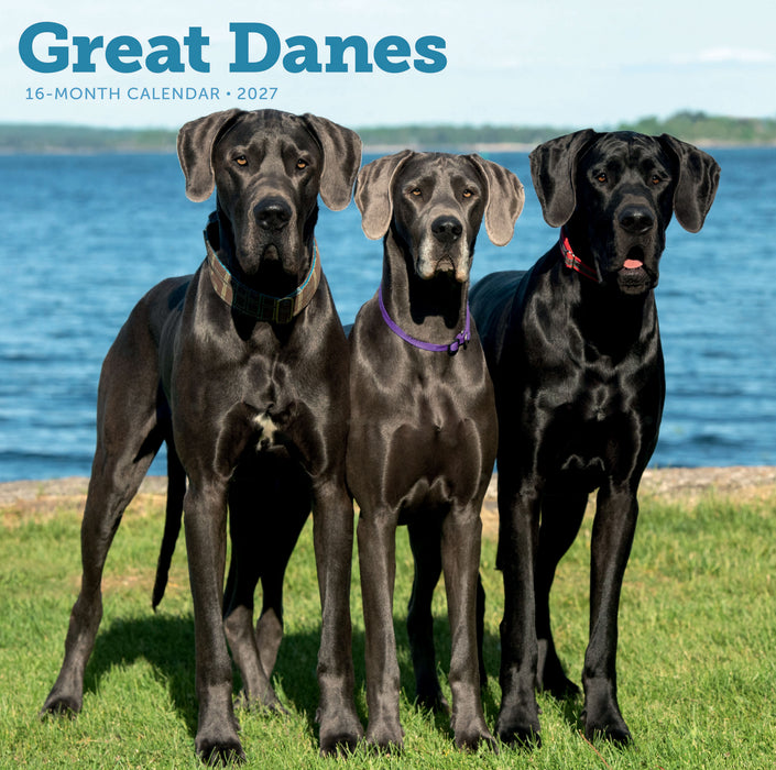 Great Danes 2027 Square Wall Calendar