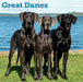 Great Danes 2027 Square Wall Calendar