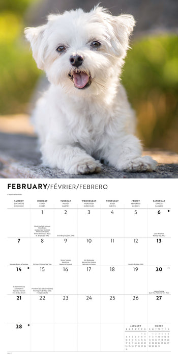 Maltese 2027 Square Wall Calendar