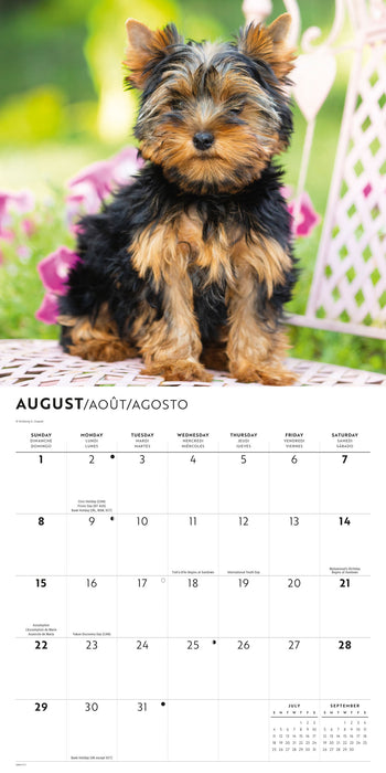 Yorkis 2027 Square Wall Calendar