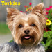 Yorkis 2027 Square Wall Calendar