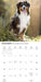 Australian Shepherds 2027 Square Wall Calendar