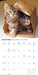 Kittens Cute 2027 Square Wall Calendar