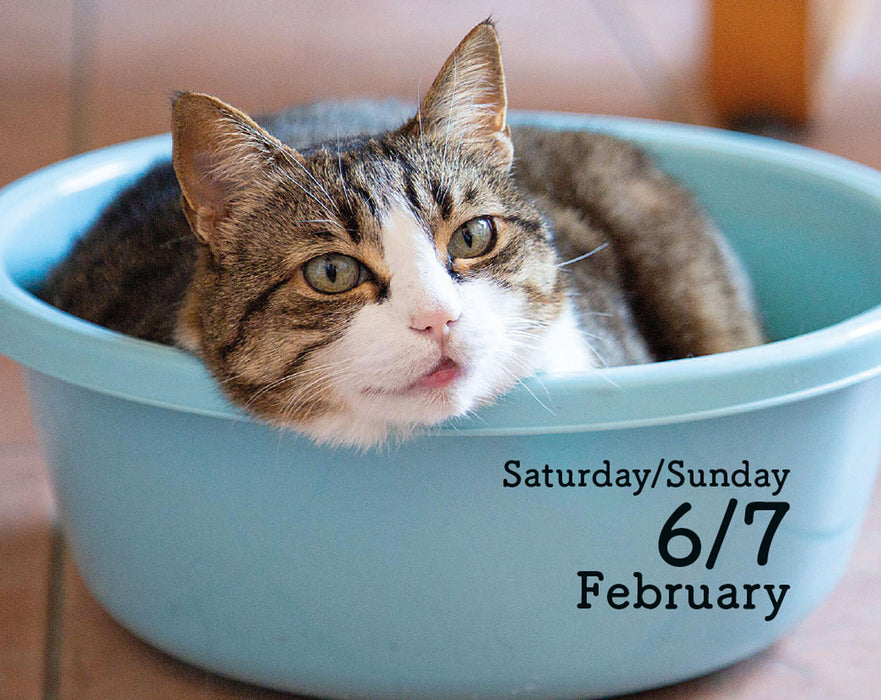 Cats 2027 Mini Page-A-Day Calendar