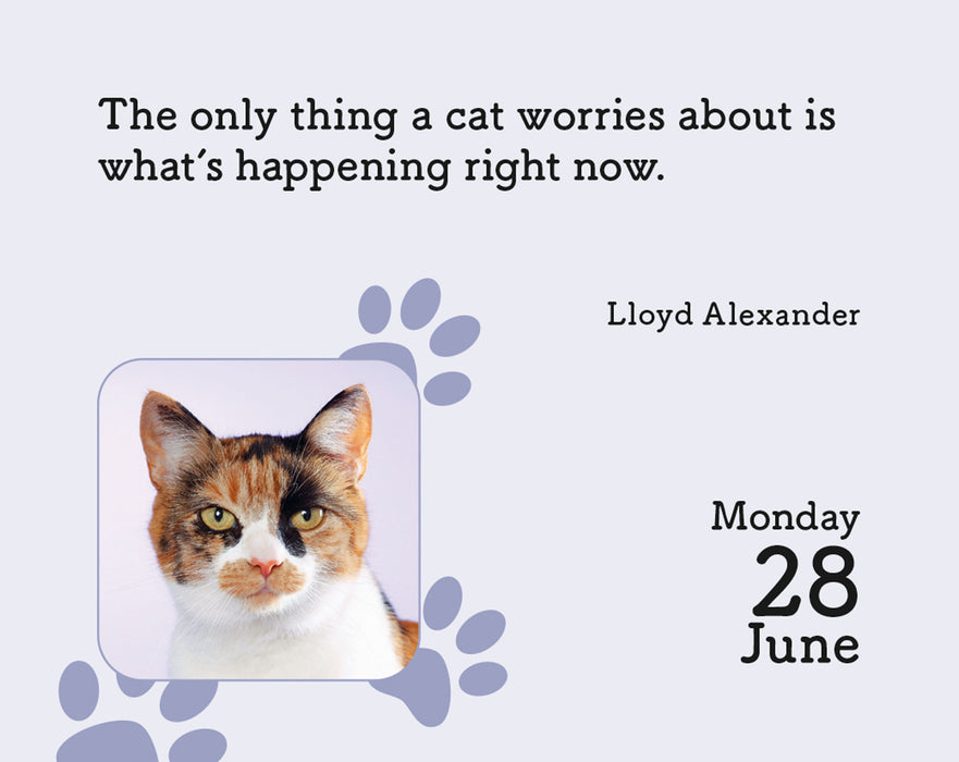Cats 2027 Mini Page-A-Day Calendar