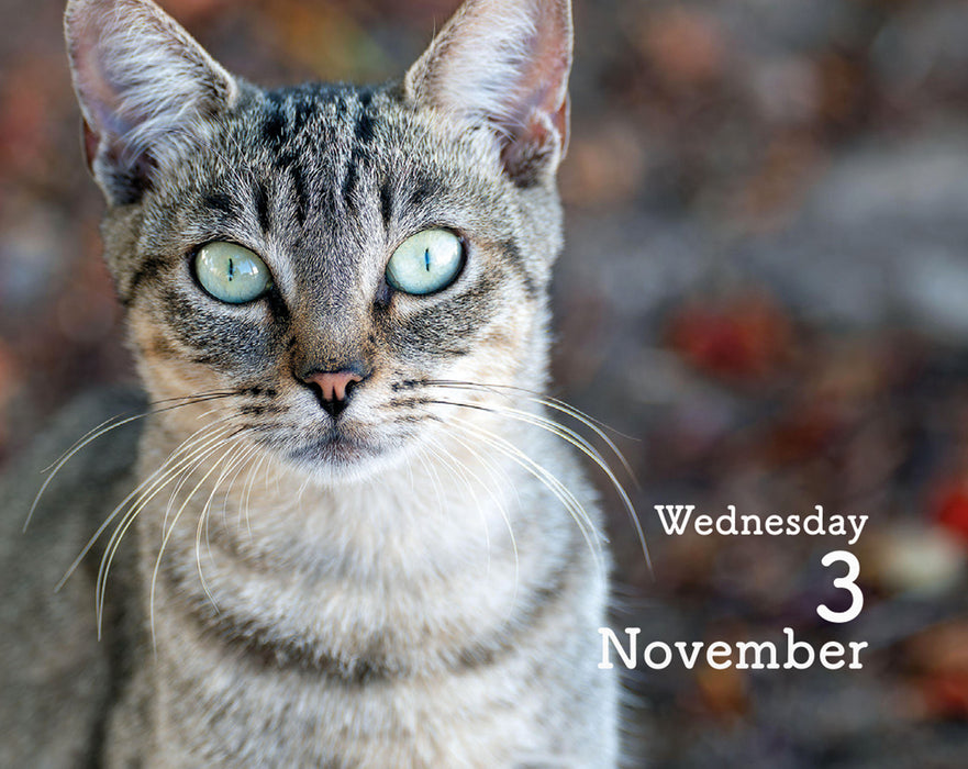 Cats 2027 Mini Page-A-Day Calendar