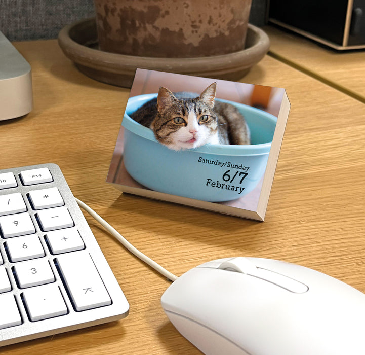 Cats 2027 Mini Page-A-Day Calendar