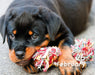 Puppies 2027 Mini Page-A-Day Calendar