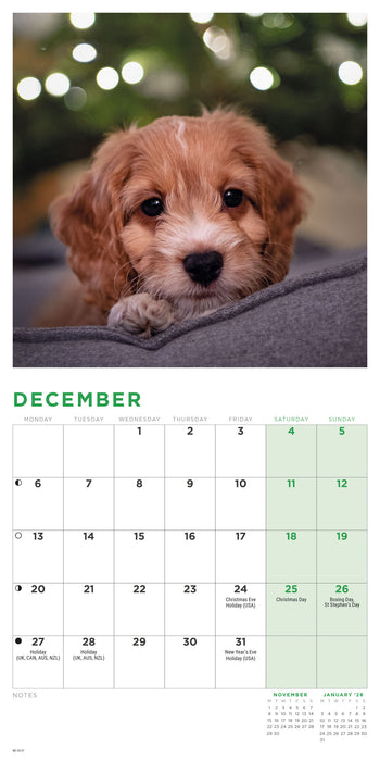 Cockapoo Puppies 2027 Mini Wall Calendar