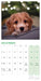Cockapoo Puppies 2027 Mini Wall Calendar