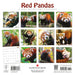 Red Pandas 2027 Square Wall Calendar