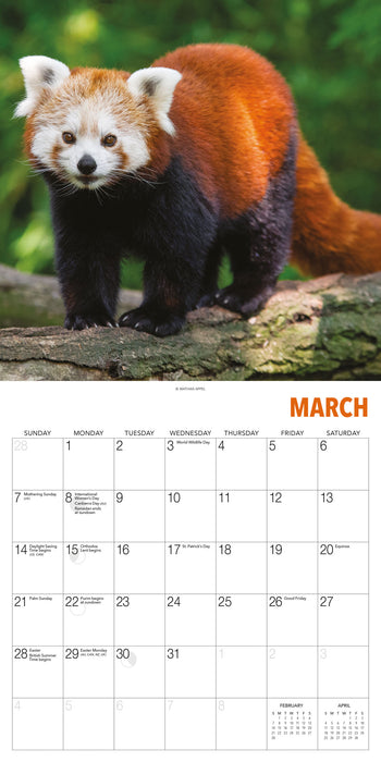 Red Pandas 2027 Square Wall Calendar