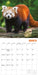 Red Pandas 2027 Square Wall Calendar