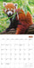 Red Pandas 2027 Square Wall Calendar