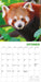 Red Pandas 2027 Square Wall Calendar