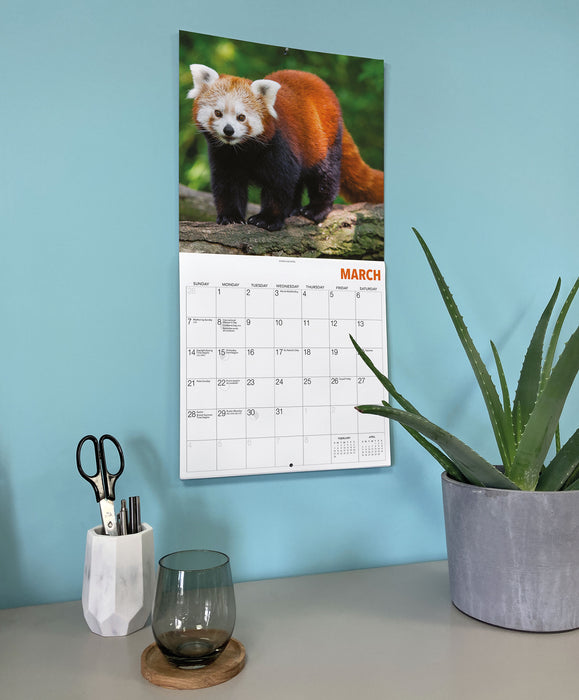 Red Pandas 2027 Square Wall Calendar