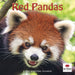 Red Pandas 2027 Square Wall Calendar