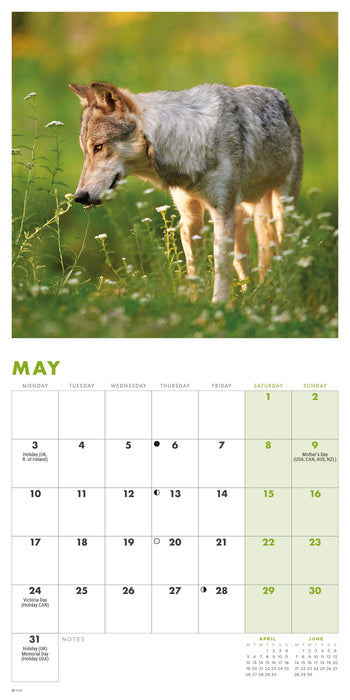 Wolves 2027 Mini Wall Calendar