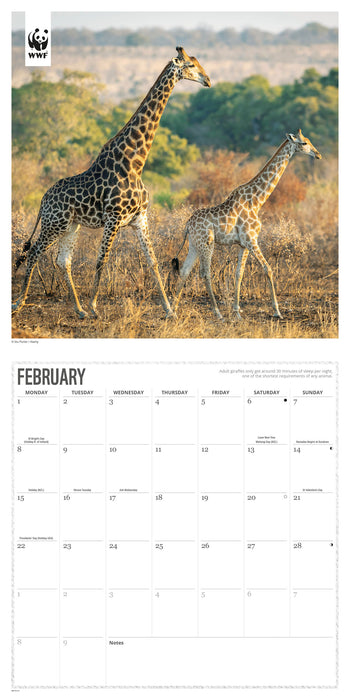 WWF Giraffes 2027 Square Wall Calendar