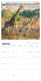 WWF Giraffes 2027 Square Wall Calendar