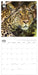 WWF Big Cats 2027 Square Wall Calendar