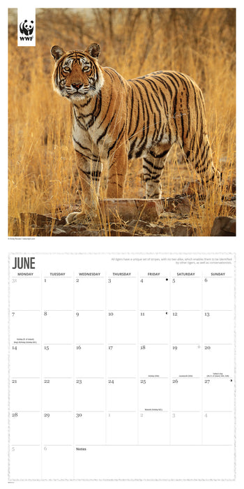 WWF Big Cats 2027 Square Wall Calendar