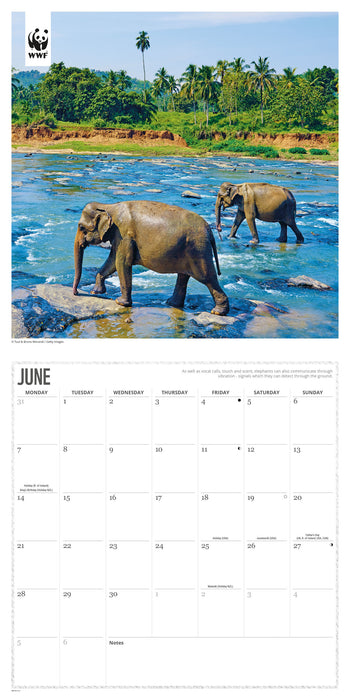 WWF Elephants 2027 Square Wall Calendar