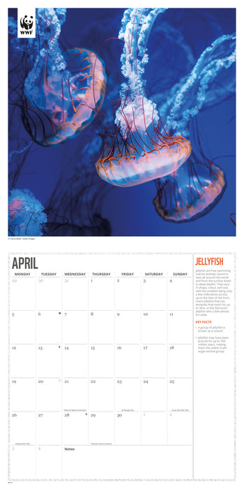 WWF Oceans 2027 Square Wall Calendar