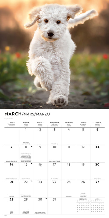 Labradoodles 2027 Square Wall Calendar