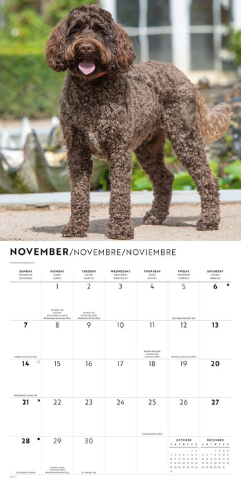 Labradoodles 2027 Square Wall Calendar