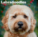 Labradoodles 2027 Square Wall Calendar