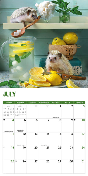 Hedgehogs 2027 Square Wall Calendar