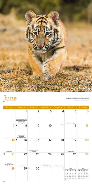 Baby Animals 2026 Square Wall Calendar