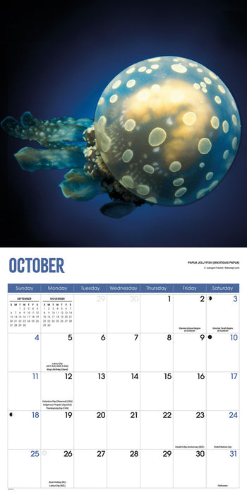 Jellyfish 2026 Square Wall Calendar