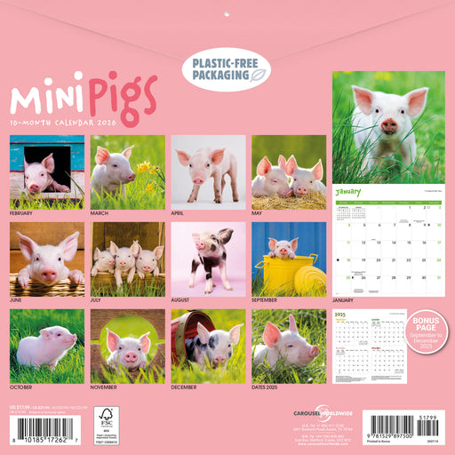 Mini Pigs 2026 Square Wall Calendar