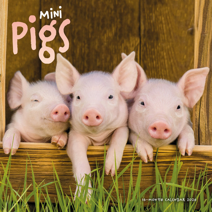 Pigs & Piglets 2025 Square Wall Calendar